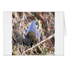 Borboleta azul comum cartão