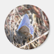 Borboleta azul comum imãs de geladeira