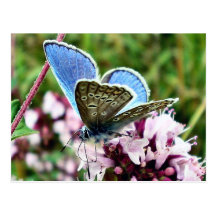 Borboleta Cartao Postal