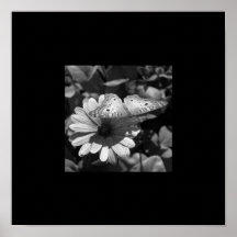 Borboleta de B&W & beira preta da margarida Impressão