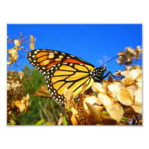 Borboleta de monarca impressão fotográfica