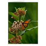 Borboleta de monarca cartao