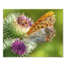 Borboleta de Paphia do Argynnis na flor de Carduoi Foto Arte