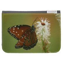 Borboleta e joaninha