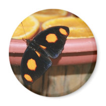 Borboleta e laranjas ímãs
