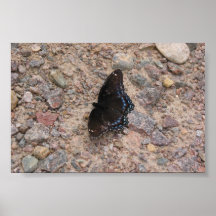 Borboleta em uma estrada rochosa impressão
