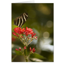 Borboleta no cartão de nota vazio real de Poincian