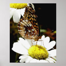 Borboleta no poster da margarida