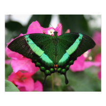 borboleta verde fotos