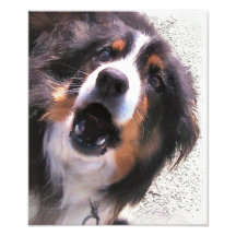BORDER COLLIE IMPRESSÃO DE FOTOS