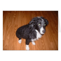 Border collie molhado cartoes
