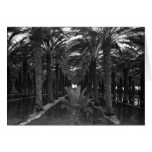 Bosque da palma de data durante Irrigação, 1966 Cartões