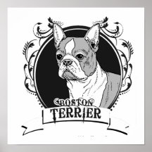 BOSTON TERRIER (2) POSTER