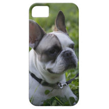 Boston Terrier Capas iPhone 5