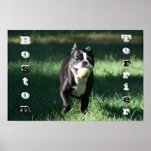 Boston Terrier Posters