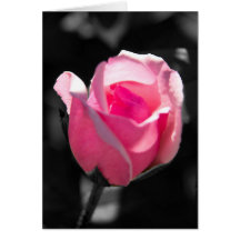 Botão BW do rosa do rosa Cartão