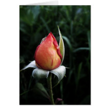 Botão cor-de-rosa cartão
