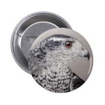 Botão do Goshawk Boton