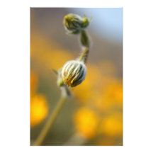 Botões Fotografia
