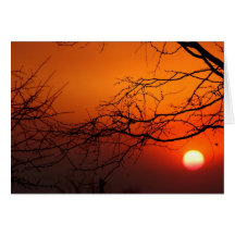Branches@Sunset Cartões