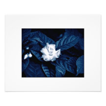 Branco no azul fotografia