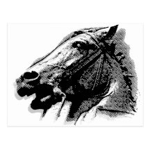 Bucephalus Cartao Postal