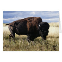 Búfalo Bull Cartão