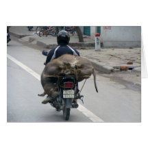 Búfalo em Velomotor-Vietnam Cartões