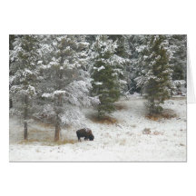 Búfalo solitário em Yellowstone Cartão