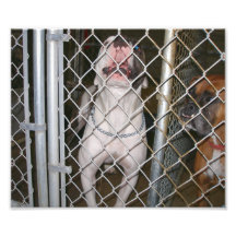 Buldogue de riso dentro de uma gaiola fotografias
