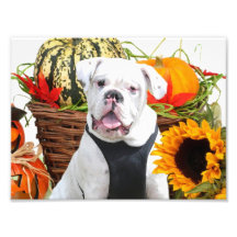 Buldogue do Dia das Bruxas Impressão Fotográficas