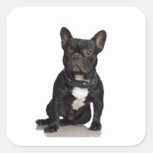 Buldogue francês adesivos quadrados