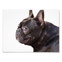 Buldogue francês foto arte