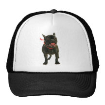 Buldogue francês boné