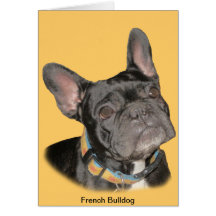 Buldogue francês cartão