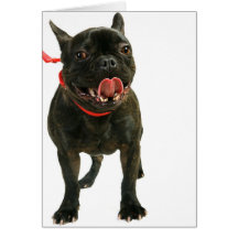 Buldogue francês cartão