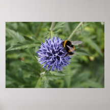 Bumble a abelha no cardo pôsteres