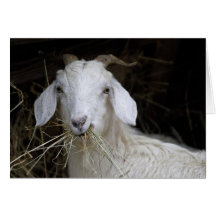 Cabra branca - fotografia animal bonito cartoes