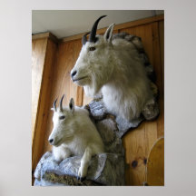 CABRAS DE MONTANHA IMPRESSÃO