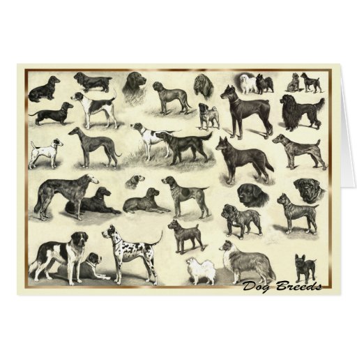 Cães - raças do cão para o cão canino dos amantes  cartão