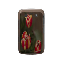 Caixa da amora-preta de três tulipas capas blackberry bold