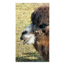 CAMELOS CARTAO DE VISITA