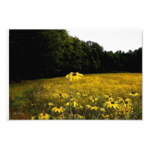 Campo de Susan de olhos pretos Foto Artes