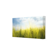 campo de trigo impressão de canvas envolvida