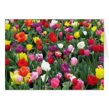 Campo de tulipas coloridas cartão