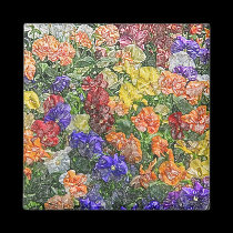 Campo do ímã colorido dos pansies imans