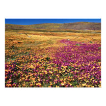 Campos do primavera de flores de florescência dos  convites personalizado