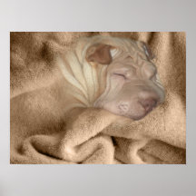 Camuflagem de Shar Pei do chinês, esconder dos enr Pôsteres