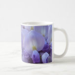 CANECA - glicínia em France