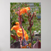 Cannas Impressão